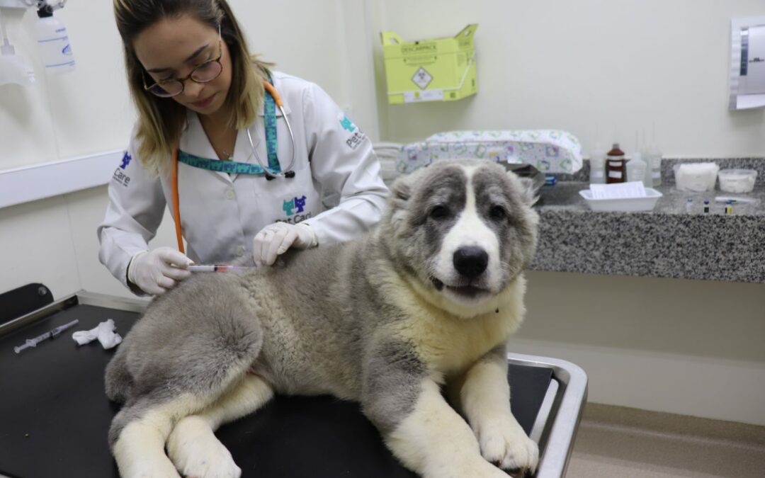 Vacinação de cães e gatos durante a quarentena