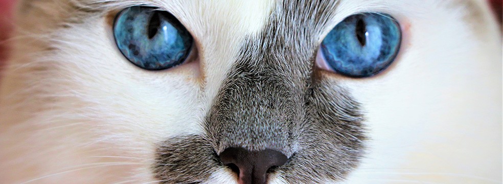 Medicina Felina medicina felina - Medicina Felina