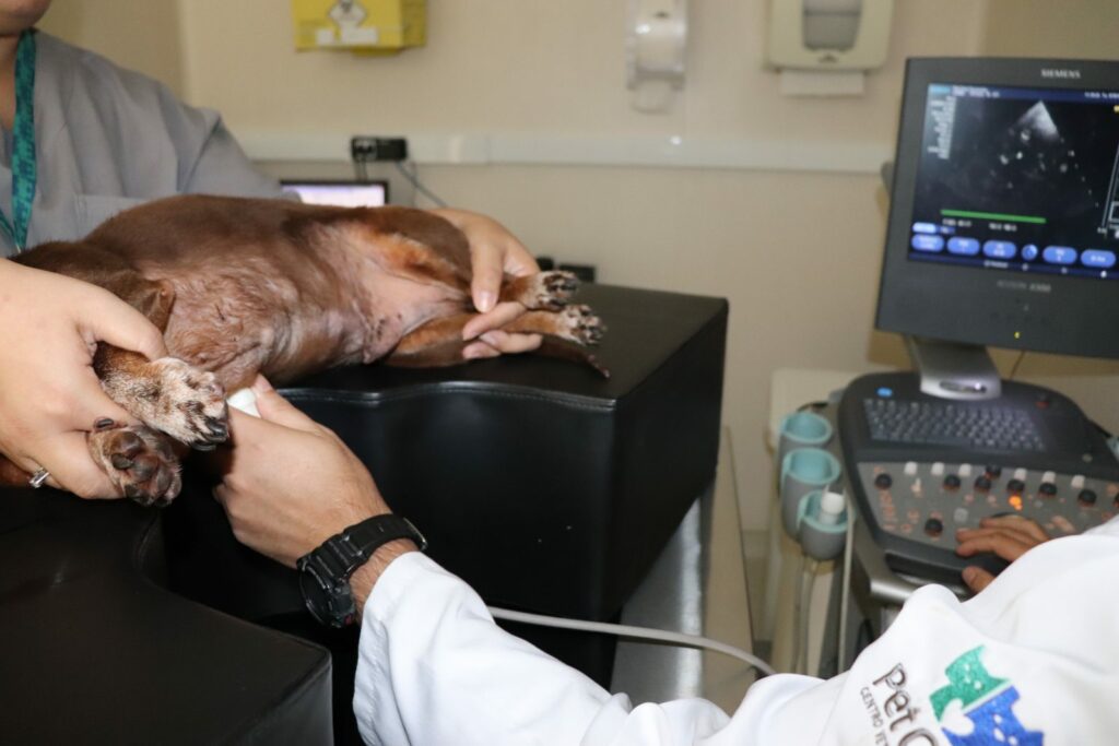 Cardiologia pacaembu ecocardiograma nao identificar o animal 11 1024x683 - Cardiologia