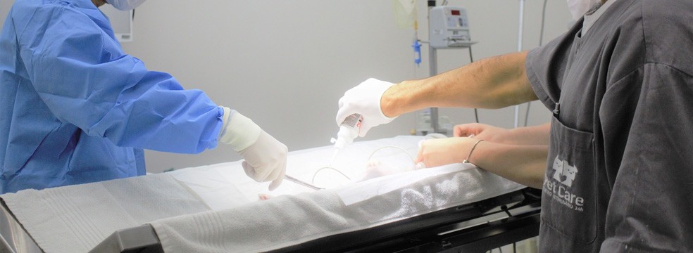 Cirurgia petcare cirurgia - Cirurgia