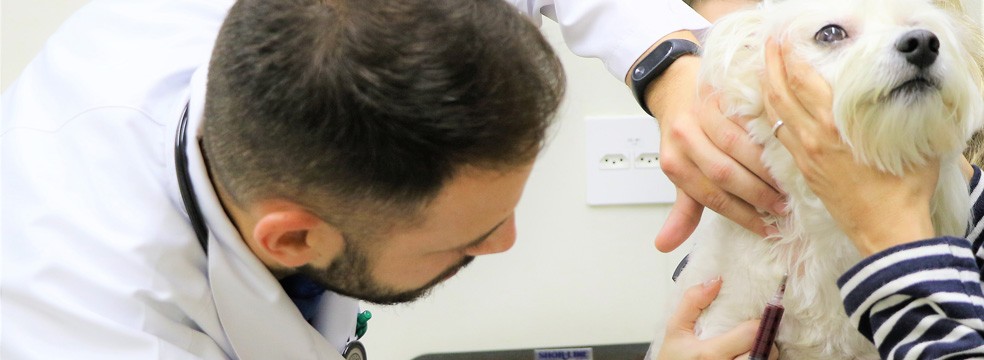 Oncologia petcare oncologia - Oncologia