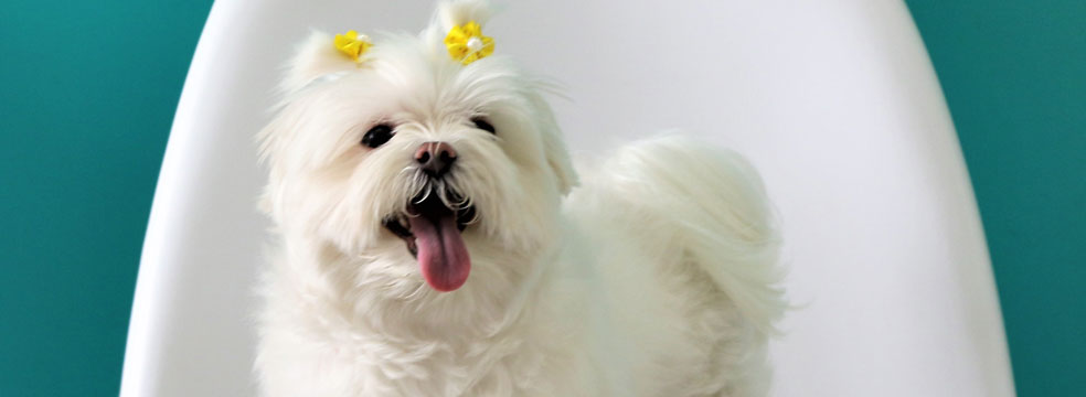 Vacina para Cães vacina para caes - Vacina para Cães