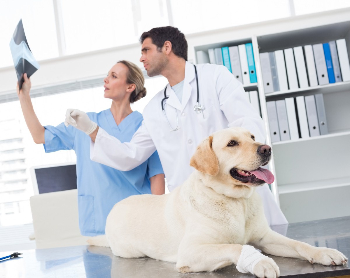 Para Veterinários vet veteri 006 h - Para Veterinários