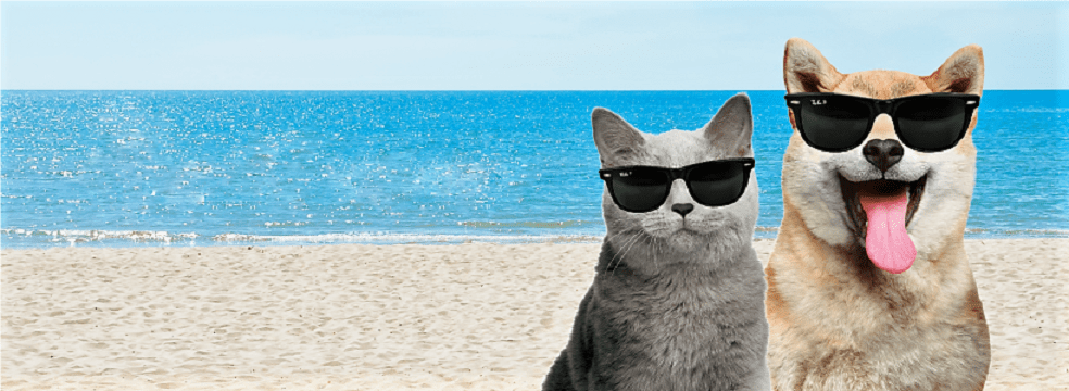 Hotel hotel pet care - Hotel
