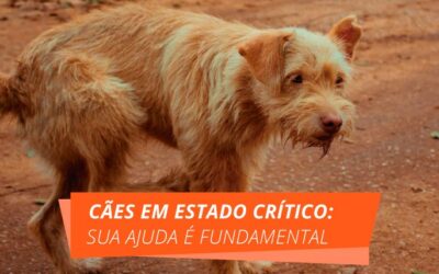 Cães em estado crítico: sua ajuda é fundamental!