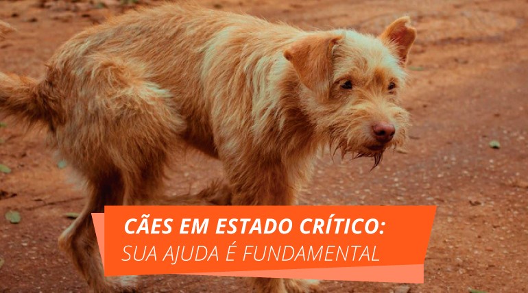 Cães em estado crítico: sua ajuda é fundamental!