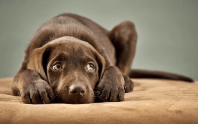 Como acalmar cachorro com medo de fogos