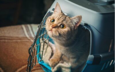 Viajar com Gatos – Dicas
