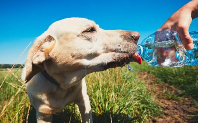 Dicas para refrescar cão e gato no verão