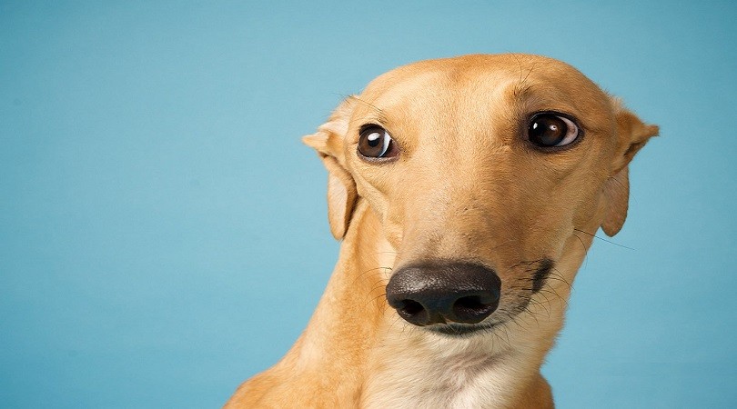 Cachorro entende o que a gente fala?