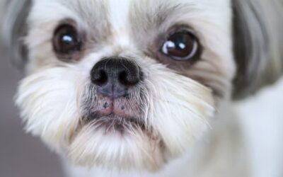 Cuidados com Lhasa Apso