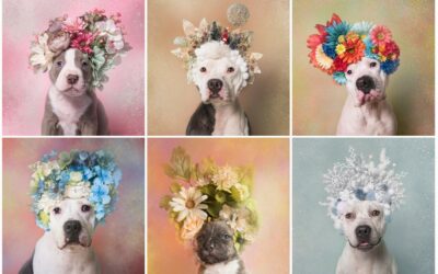 Pit Bulls Floridos – FLOWER POWER, PIT BULLS OF THE REVOLUTION