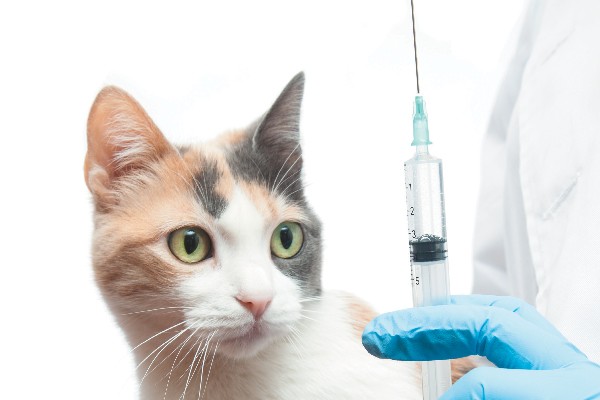 Vacinas obrigatórias para Gatos