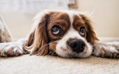 Cachorro pode comer chocolate branco?