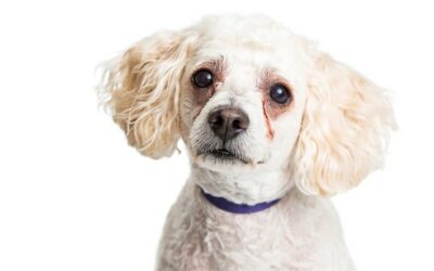 Cachorro com manchas escuras ao redor dos olhos