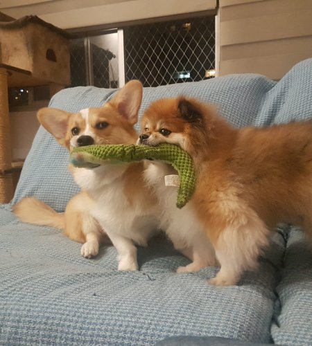 Gigi, Paçoca, Bilbo e Michonne 20190626 234801 450x500 - Gigi, Paçoca, Bilbo e Michonne