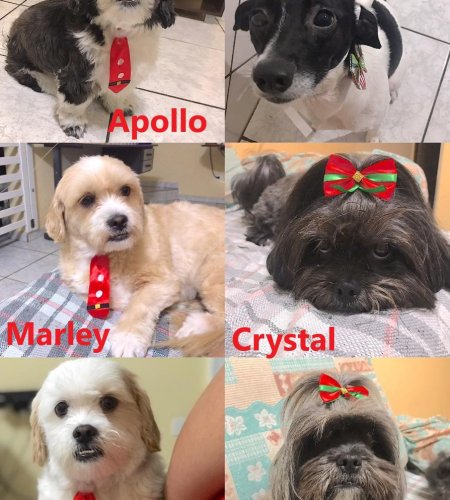 Ravenna, Apollo, Crystal, Scott, Marley e Kyara dogs s2 450x500 - Ravenna, Apollo, Crystal, Scott, Marley e Kyara
