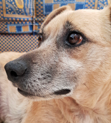 Doguinho e Pepita doguinho 450x500 - Doguinho e Pepita