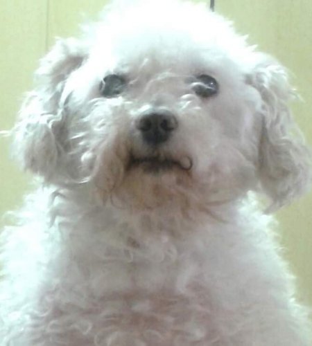 Daw e Francisco img 20190827 wa0032 450x500 - Daw e Francisco