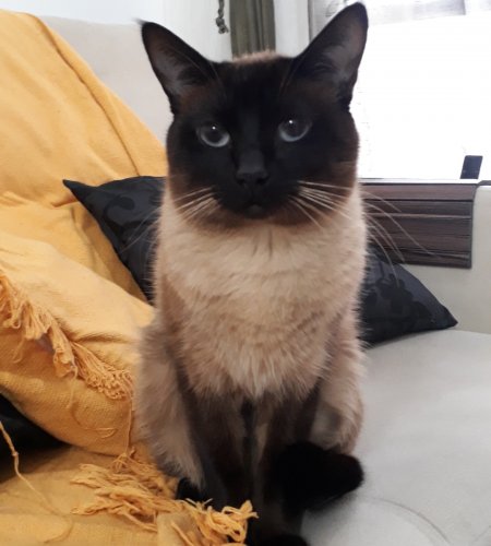 Kovu img 20190828 110339 730 1 450x500 - Kovu