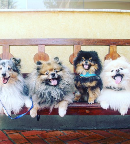 Zyon, Orion, Neon, Bright, Kuma, Quilmes e Trinity img 8574 450x500 - Zyon, Orion, Neon, Bright, Kuma, Quilmes e Trinity