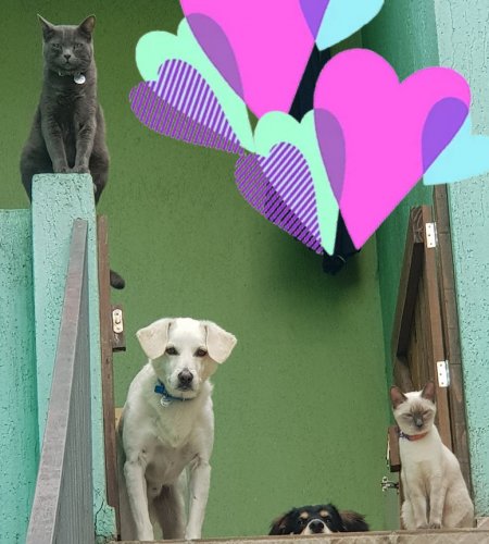 Joe, Marley, Meg e Susi site 2 450x500 - Joe, Marley, Meg e Susi