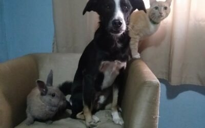Charlotte (coelha), Bolt (cachorro) e Diego (gato)