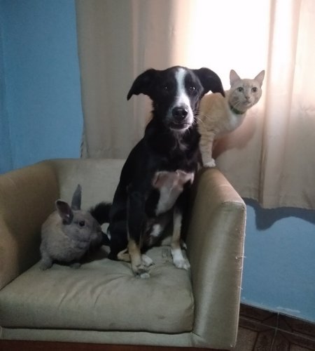 Charlotte (coelha), Bolt (cachorro) e Diego (gato) site 3 450x500 - Charlotte (coelha), Bolt (cachorro) e Diego (gato)