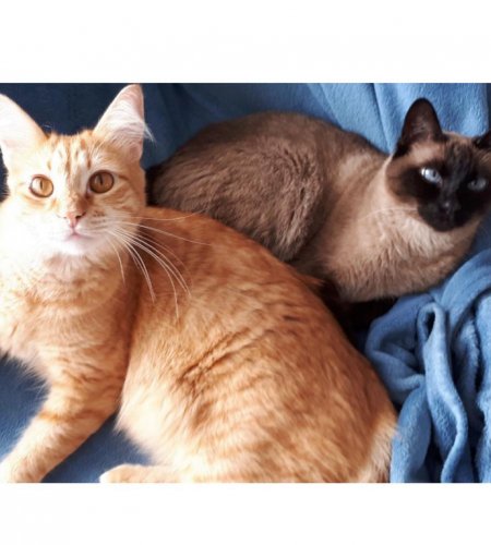 Catnoir e Fulu whatsapp image 2019 08 28 at 10 44 37 450x500 - Catnoir e Fulu