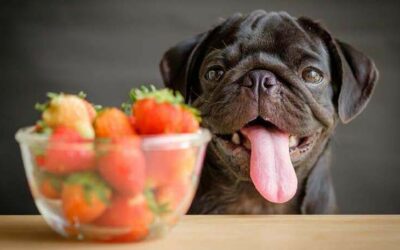 Frutas proibidas para Cães