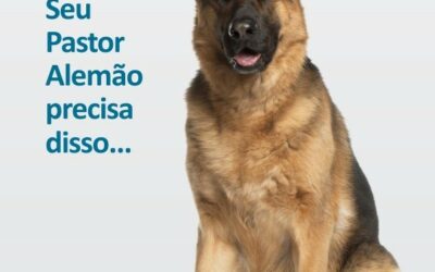 Pastor Alemão: O cão mais fiel do mundo!