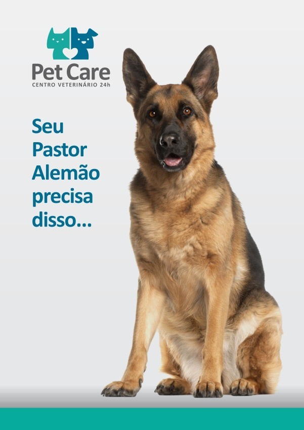 Características do Pastor Alemão - Esse cão é pra você? - Portal do Dog