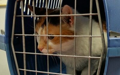 Dicas: como levar seu gato no veterinário especialista em felinos
