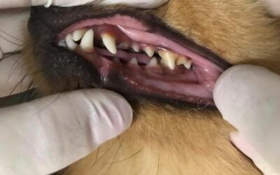 Cães e Gatos também precisam de cuidados dentários