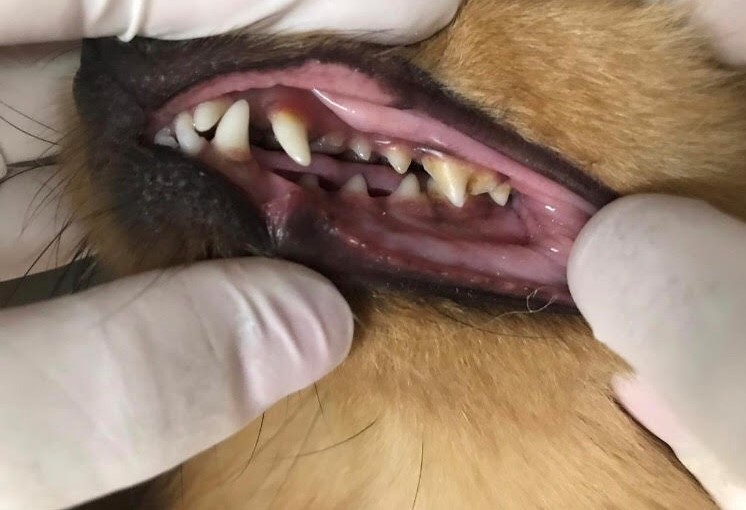 Cães e Gatos também precisam de cuidados dentários