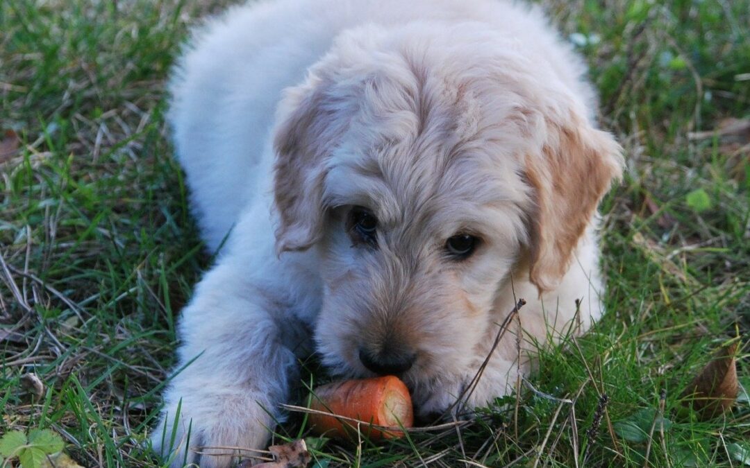 Petiscos saudáveis para cães: na onda da alimentação natural
