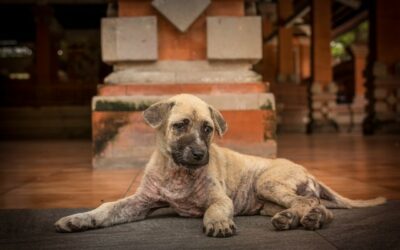 Pet Care aplica o Cytopoint: novo remédio contra a dermatite atópica canina
