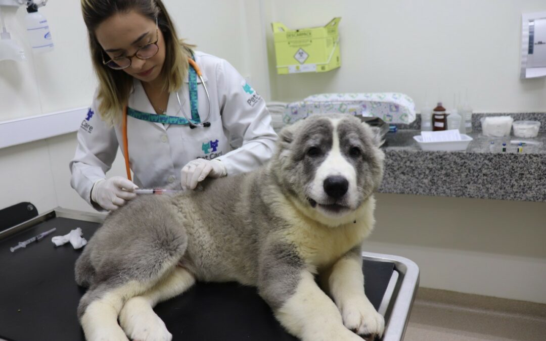 Vai viajar com seu pet? Vai hospedá-lo em um hotel? Verifique se está com as vacinas em dia!