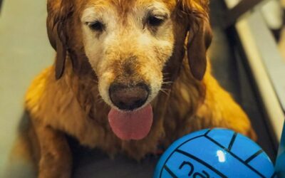 Benefícios da Fisioterapia para Cães e Gatos em Hidro Esteira