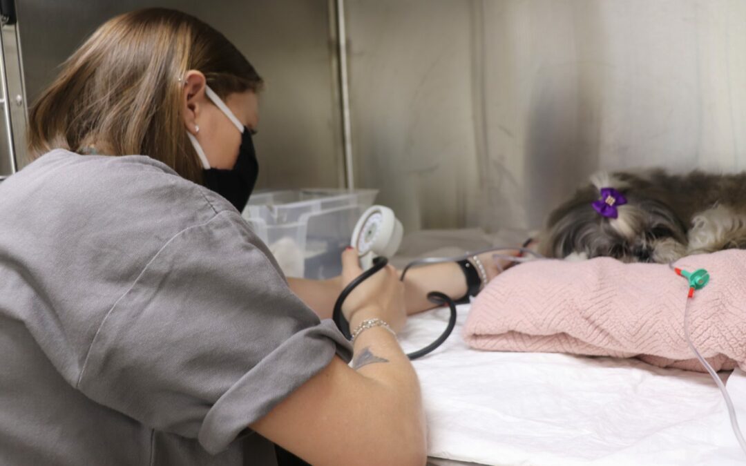 A importância do check up nos cães e gatos idosos