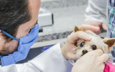 Como medicar o animal: cachorro ou gato doente?