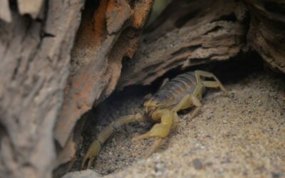 Infestação por escorpião: meu pet foi picado. O que fazer?