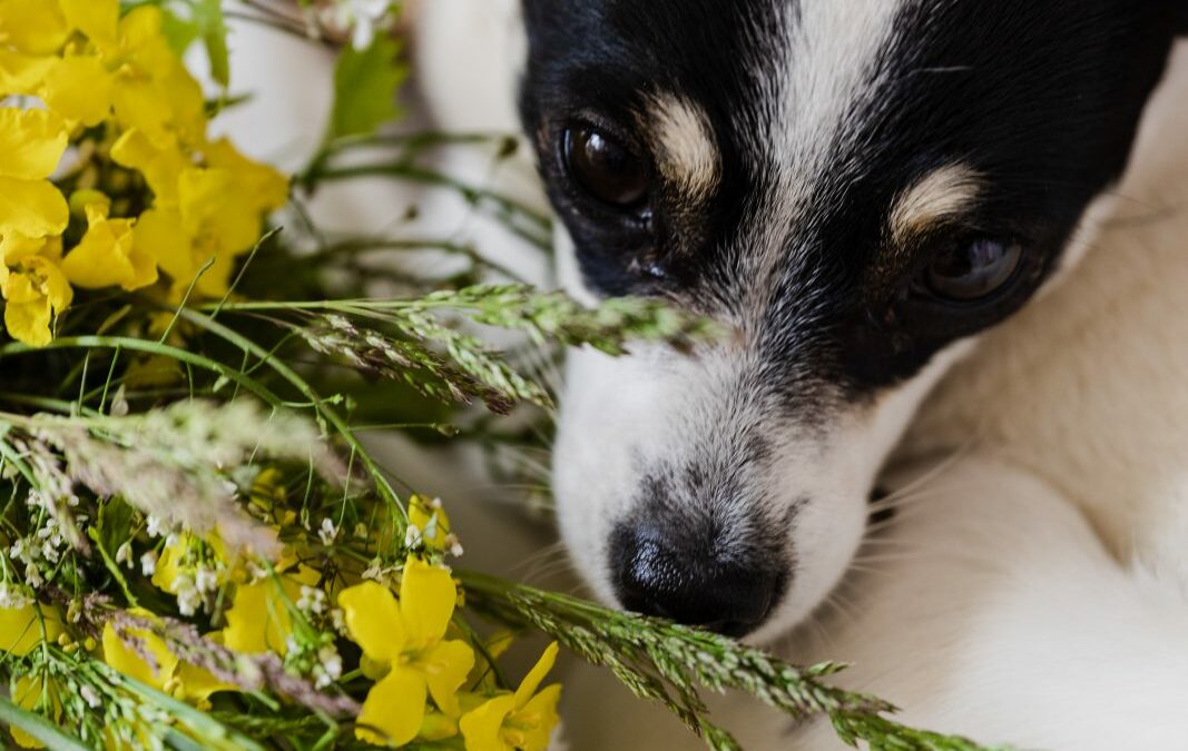 Jardins e vasos ornamentais escondem perigos tentadores para cães e gatos