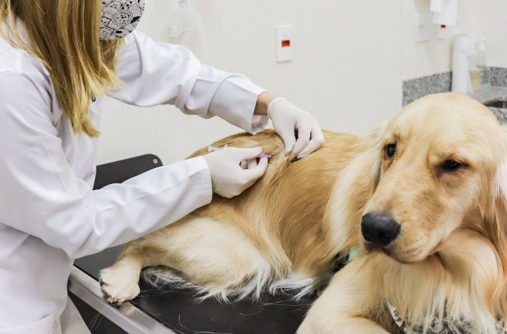 Vacinação antirrábica: está na hora da vacina do seu gato e cachorro