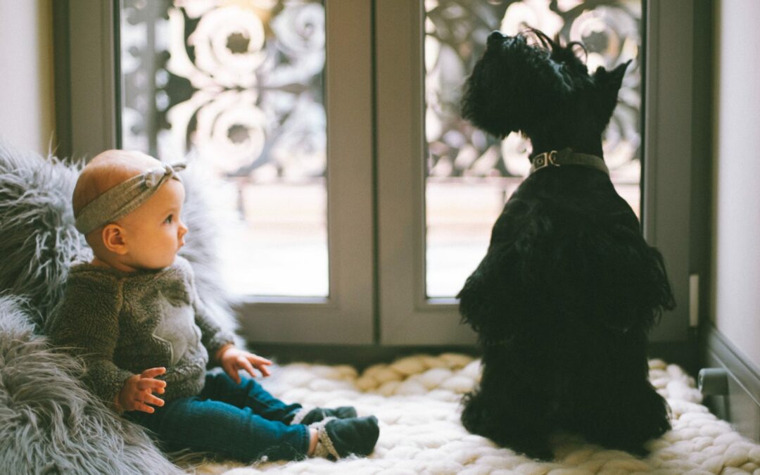 Como adaptar seu cão e gato à chegada de um bebê em casa?