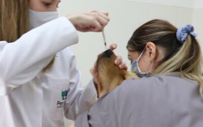 Bordetella: a tosse dos canis e a vacina intranasal