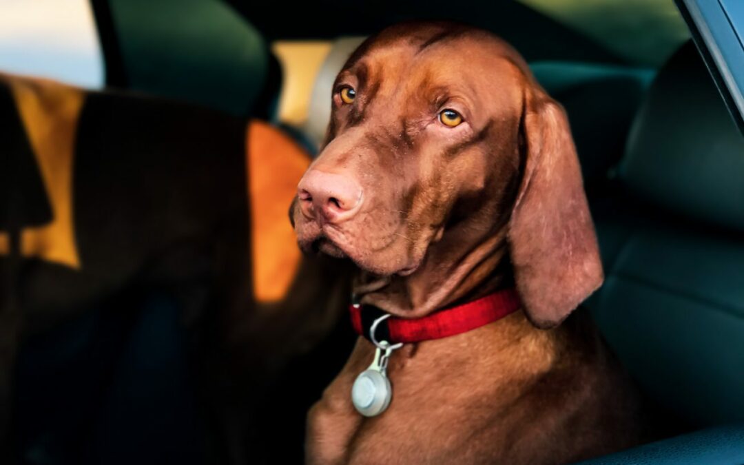 Cuidados ao viajar de carro com seu pet