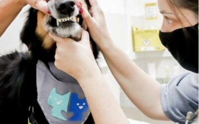 Cuidados com os dentes de cães e gatos: tratamento periodontal