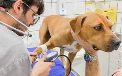 Cirurgias no Pet Care