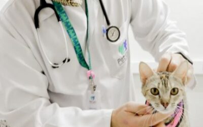 Ágata, gatinha da Selene, responsável pelo marketing digital do Pet Care, terminou o tratamento para verminose, fez o exame de fezes seriado (negativo) e está ótima de saúde.